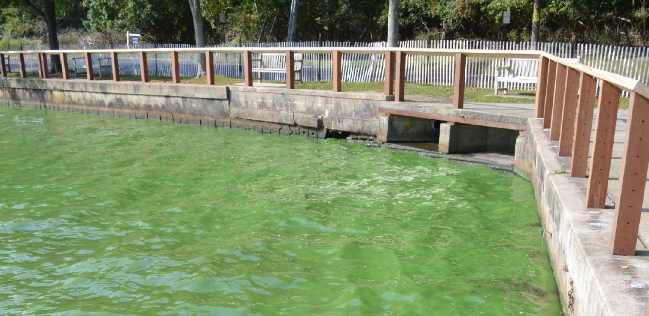 The unseemlingly green algal water at Lake Agawam.
