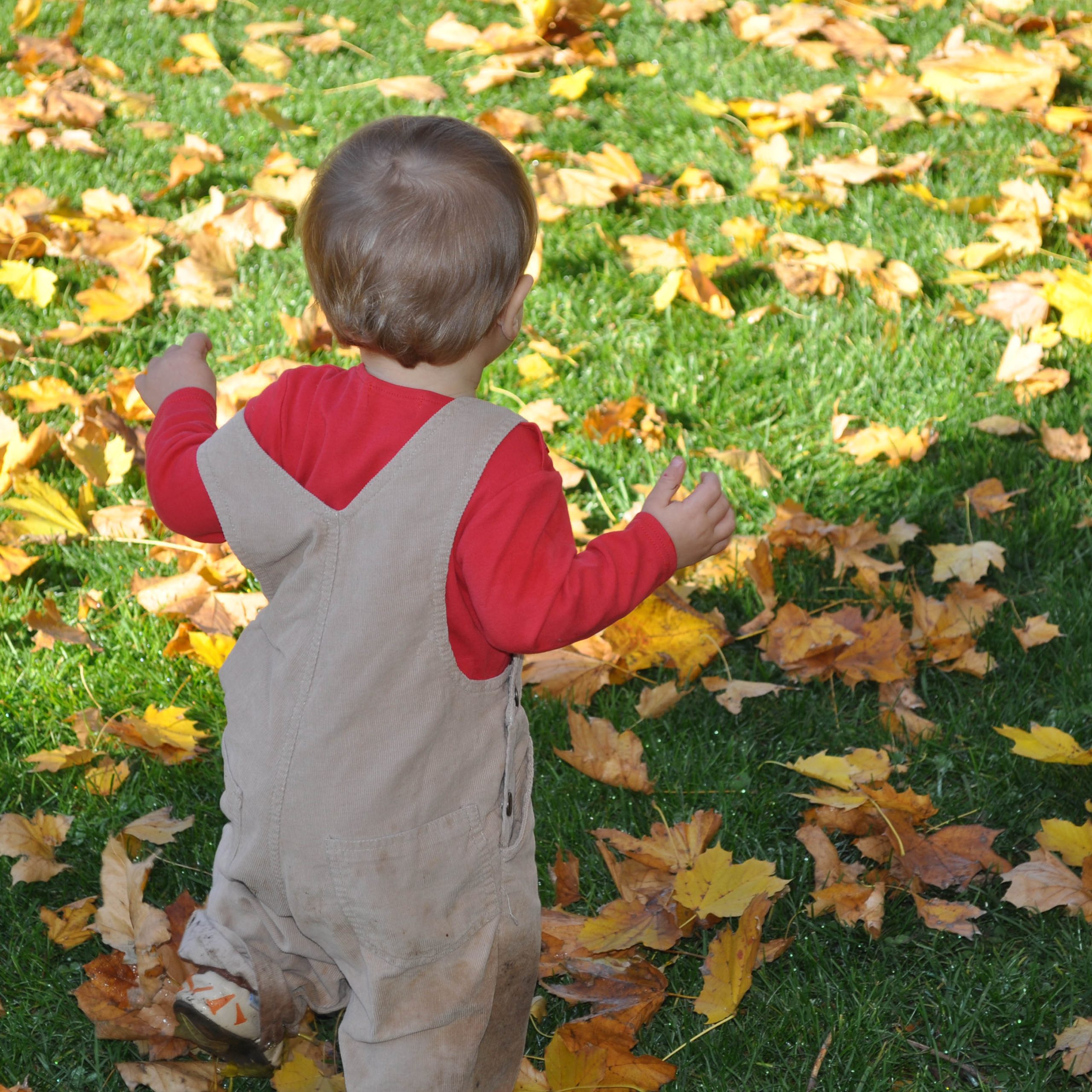 Let the leaves alone.