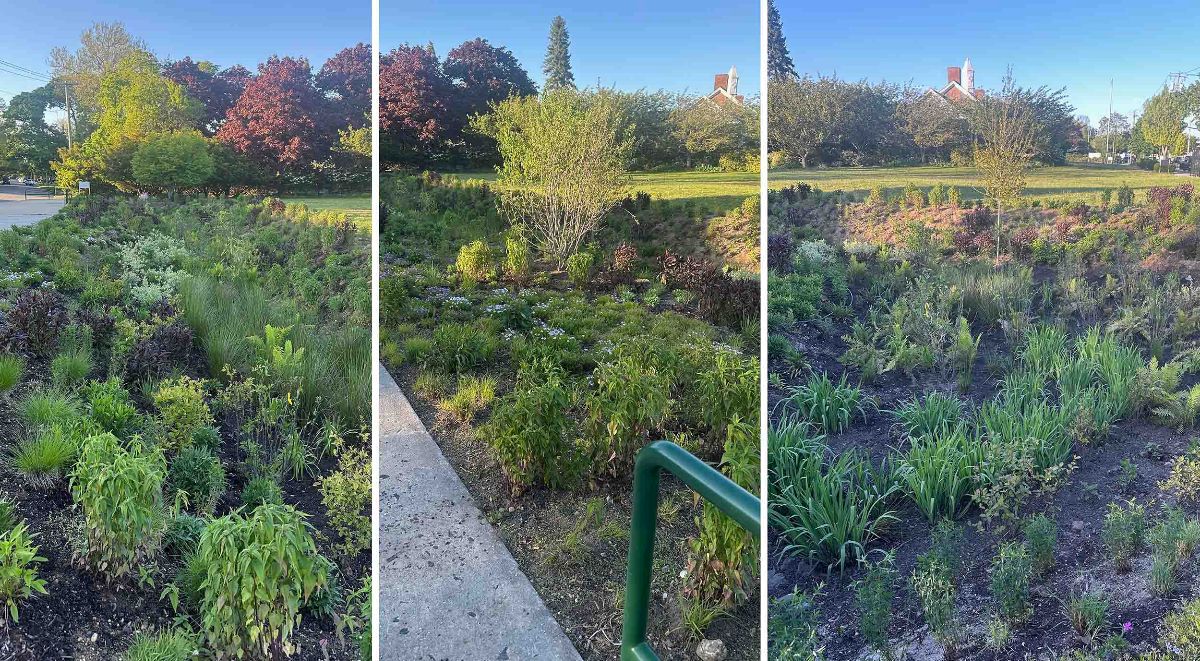 two new bioswales may 2025