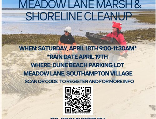 Meadow Lane Marsh & Shoreline Clean Up